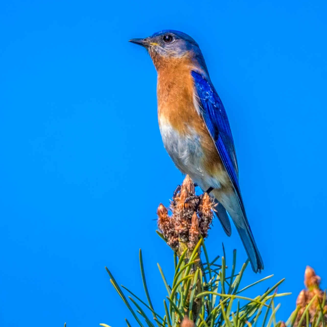Un nuovo materiale ispirato alle piume di un uccello blu