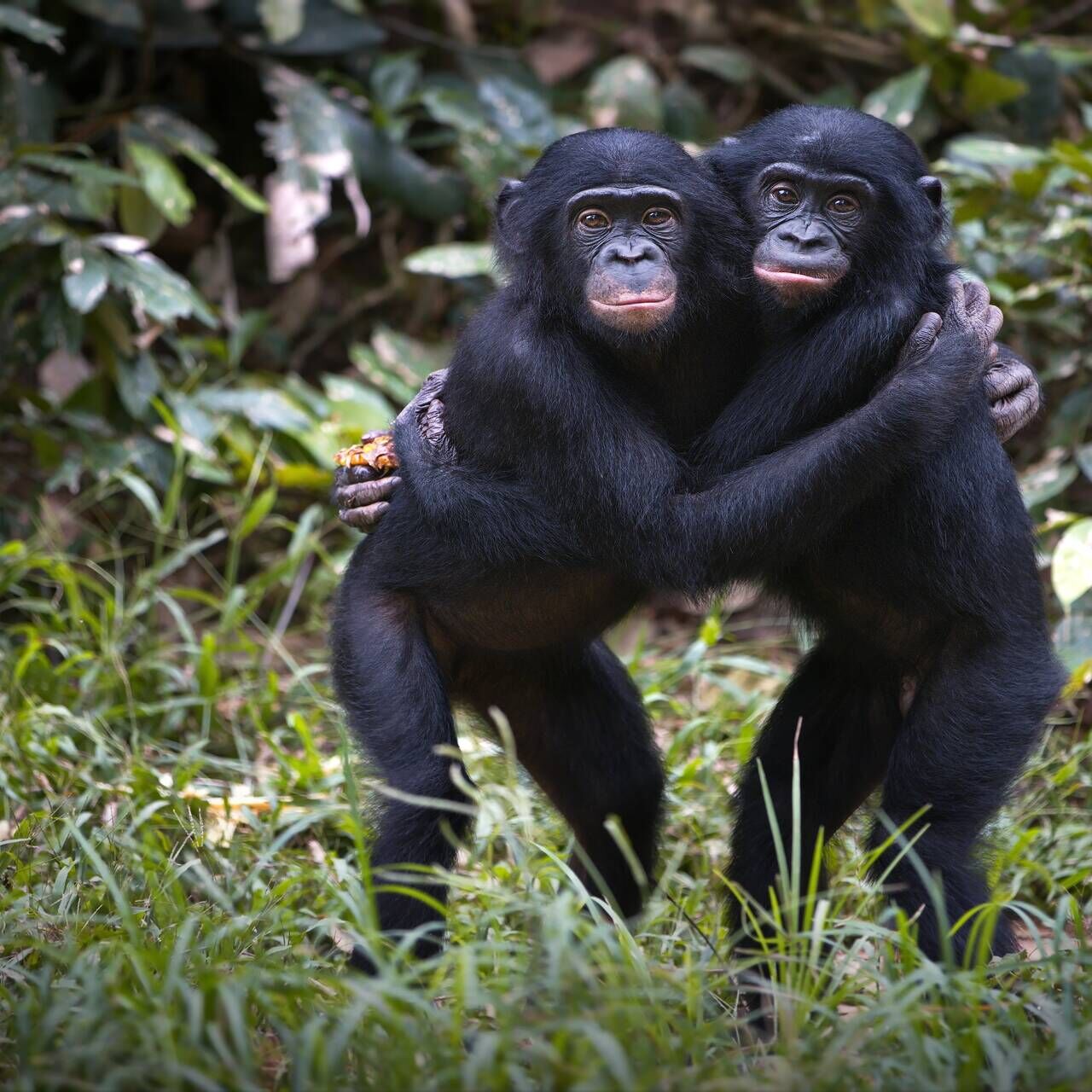 Apor: enligt vissa forskare är termen Homo Sapiens otillräcklig och människor bör omklassificeras under släktet Pan, samma som den vanliga schimpansen och bonobo