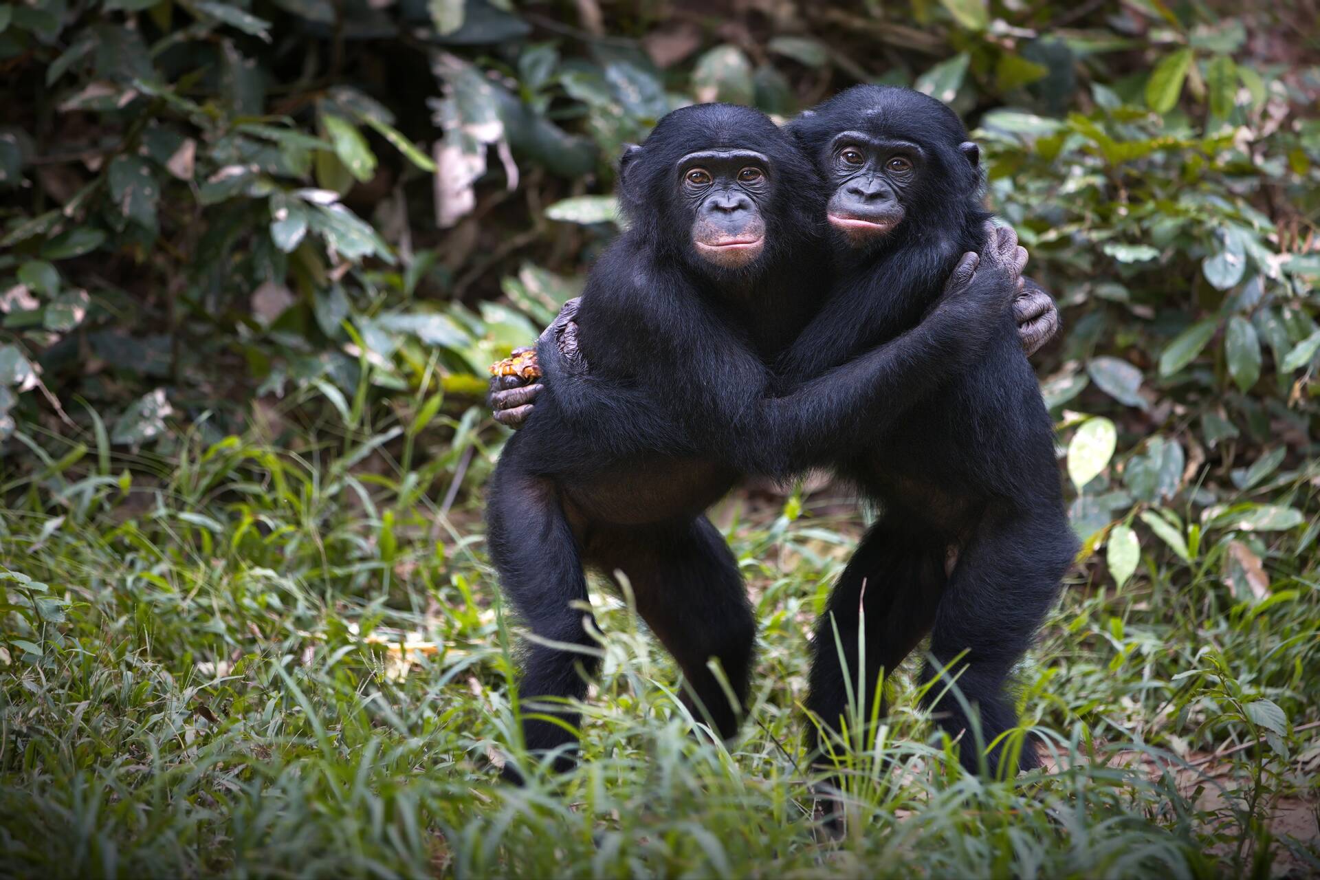 Pērtiķi: pēc dažu zinātnieku domām, termins Homo Sapiens ir nepietiekams, un cilvēki ir jāpārklasificē Pan ģintī, kas ir tāda pati kā parastā šimpanze un bonobo.