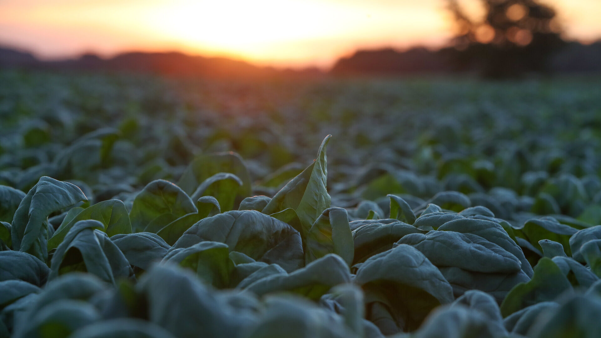 Surgelazione: alba sul campo di spinaci della iglo