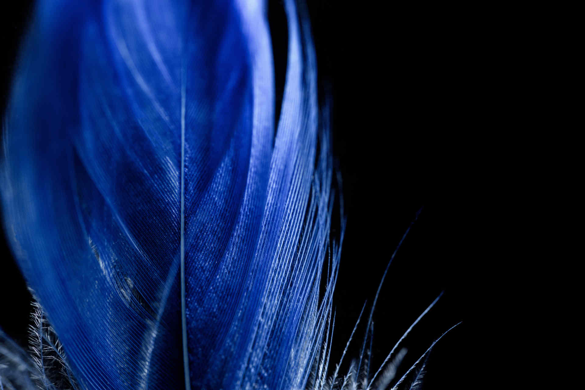 Il nuovo materiale che imita le piume di un uccellino azzurro
