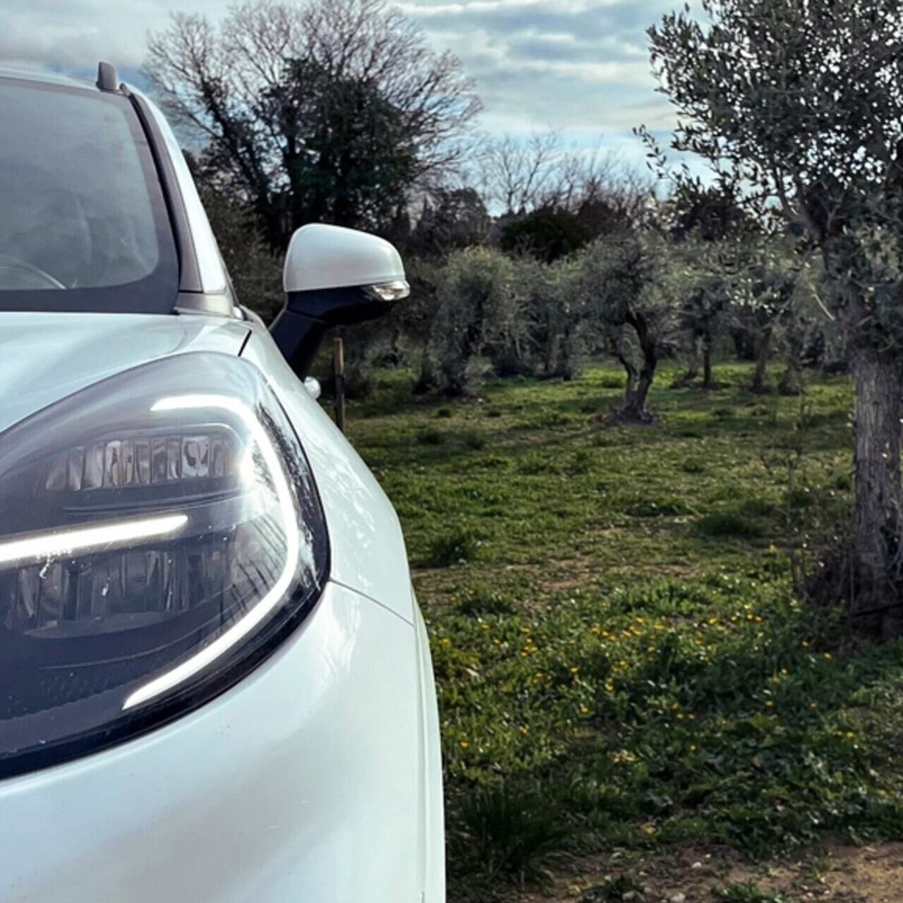 Olive: un veicolo Ford accanto a un albero di ulivo: il futuro è nei materiali biocompositi