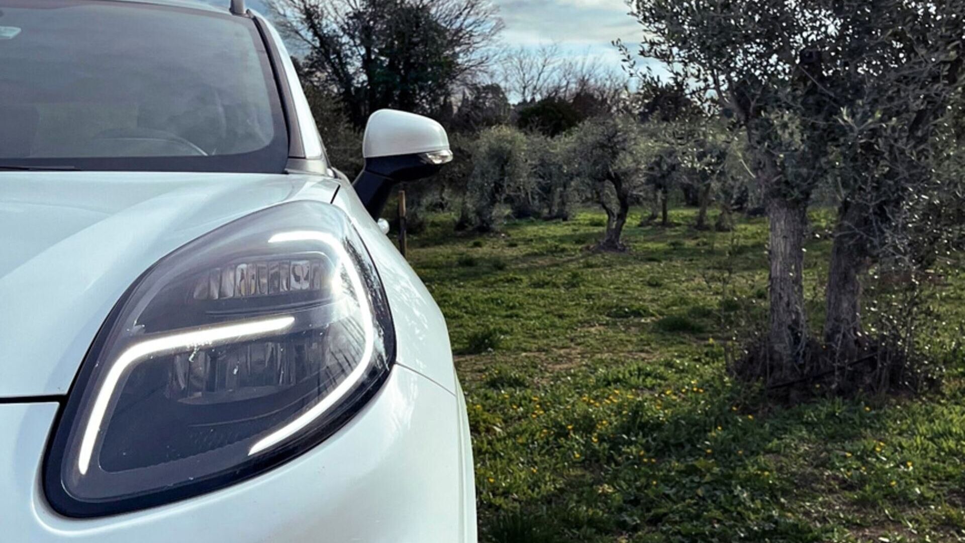 Azeitonas: um veículo Ford ao lado de uma oliveira: o futuro está nos materiais biocompósitos