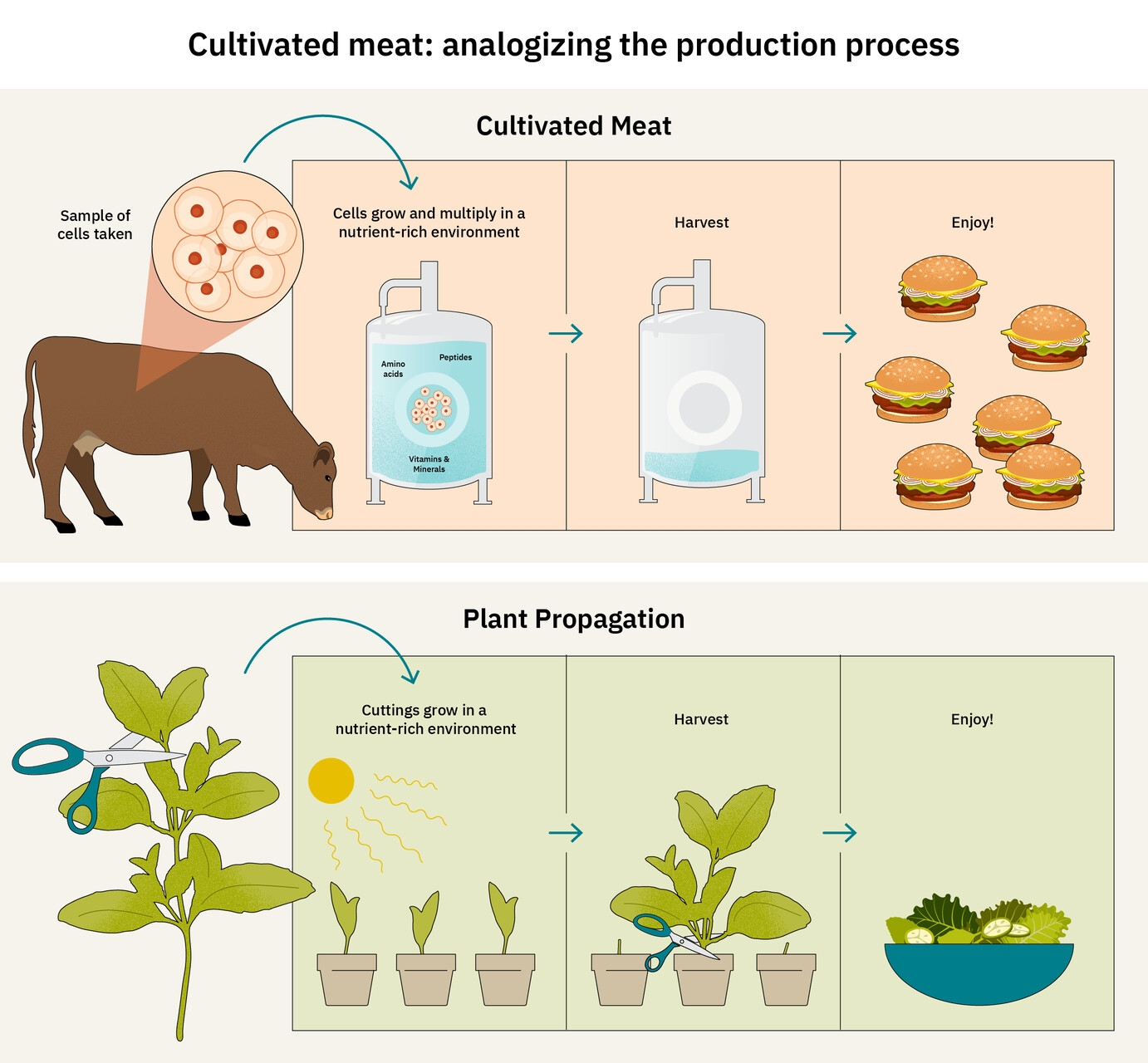 Kultivirano meso: infografika The Good Food Institute Europe o sličnostima između uzgoja mesa i biljaka