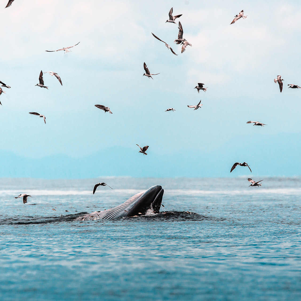 Maori: le balene meritano personalità giuridica