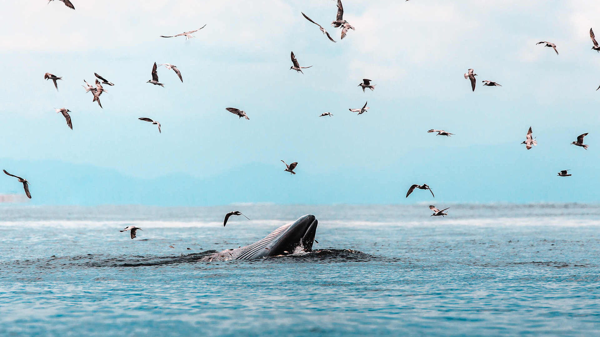 Maori: Balinalar tüzel kişiliği hak ediyor