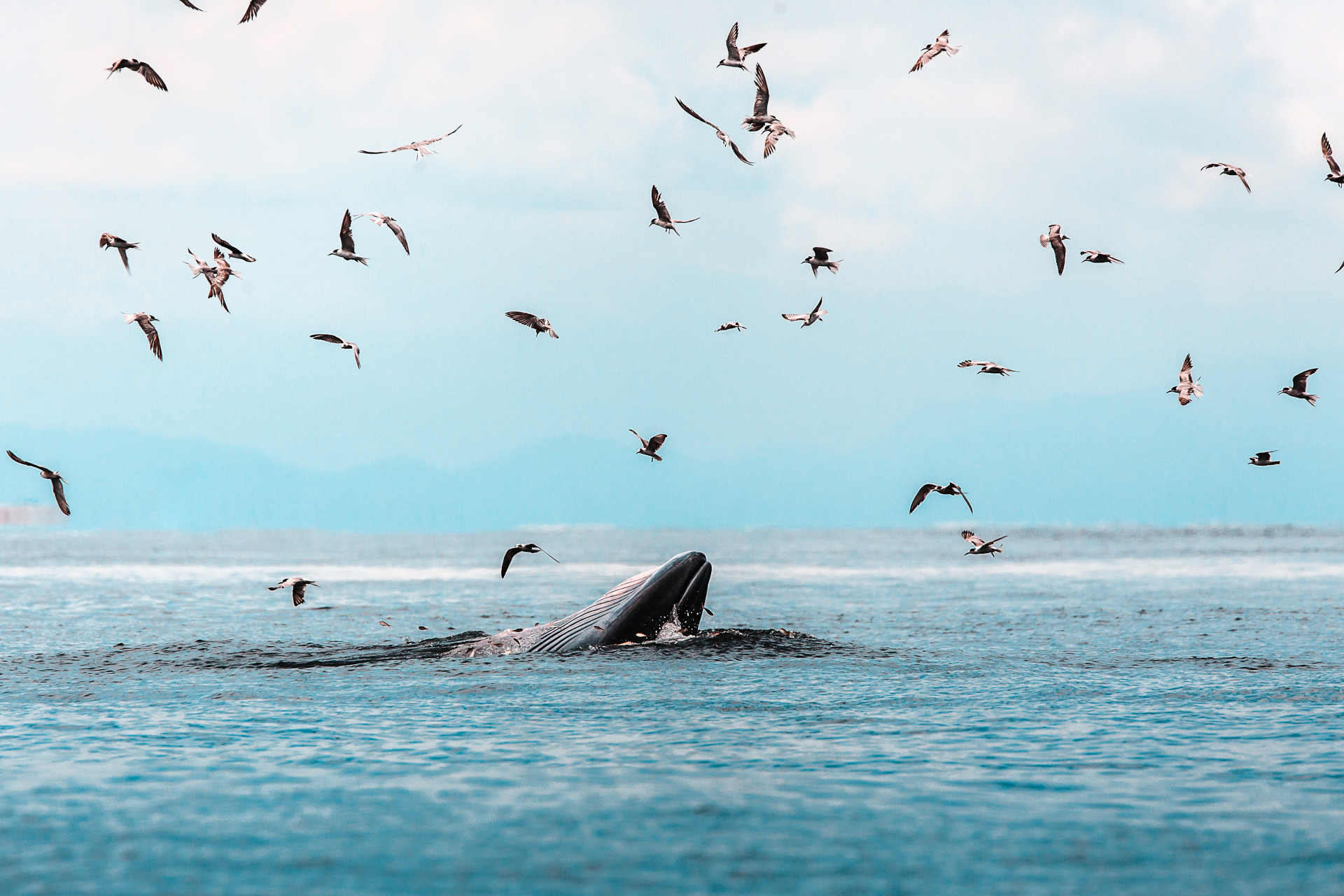 Maoris : les baleines méritent la personnalité juridique