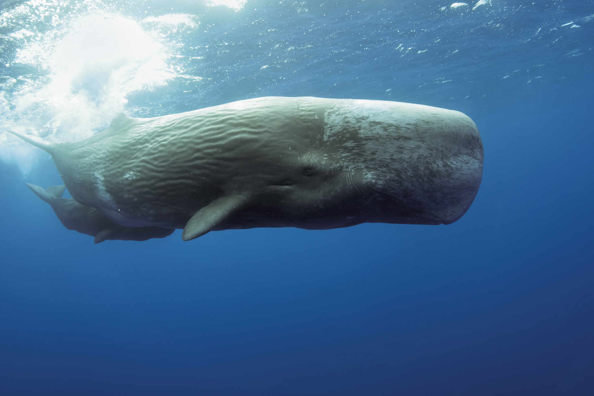 Maori: Koliko kitovi sperme vrijede živi?