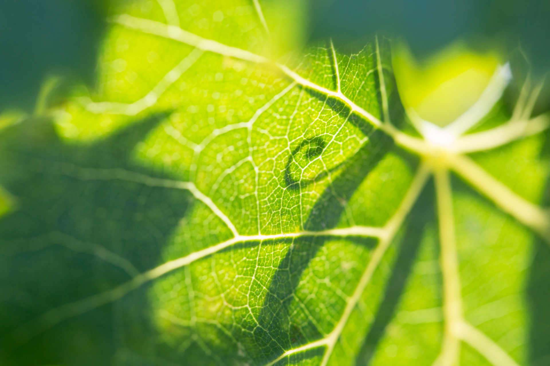 Konstgjord fotosyntes på tvålfilmer för att förnya