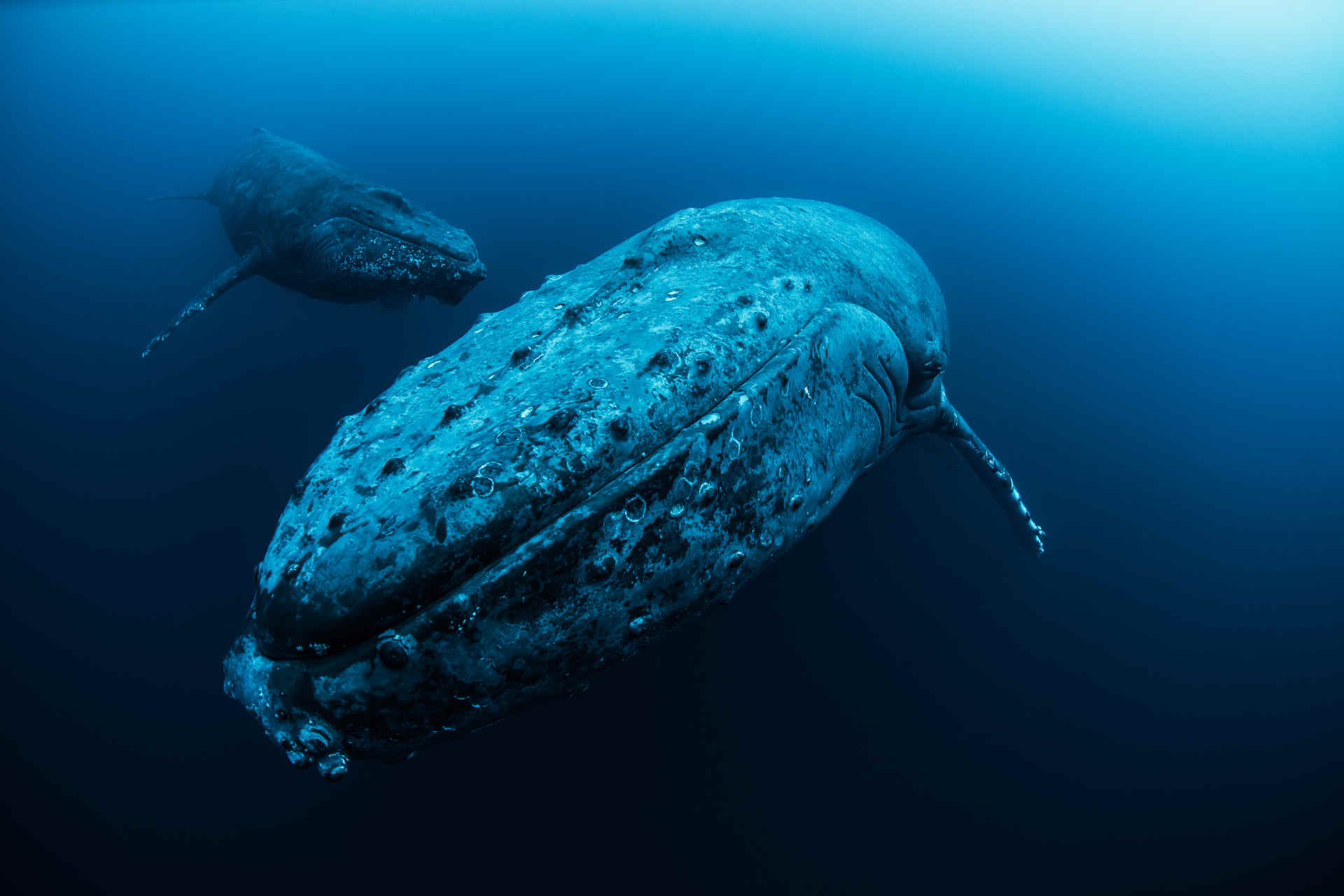 Les baleines, car les Maoris méritent une place à l'ONU