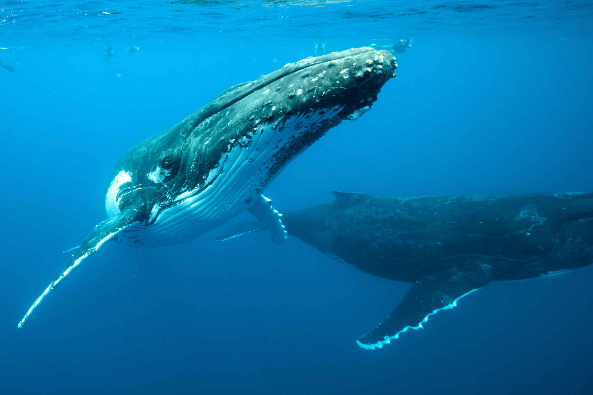 Baleines : pourquoi la reconnaître comme personnalité juridique