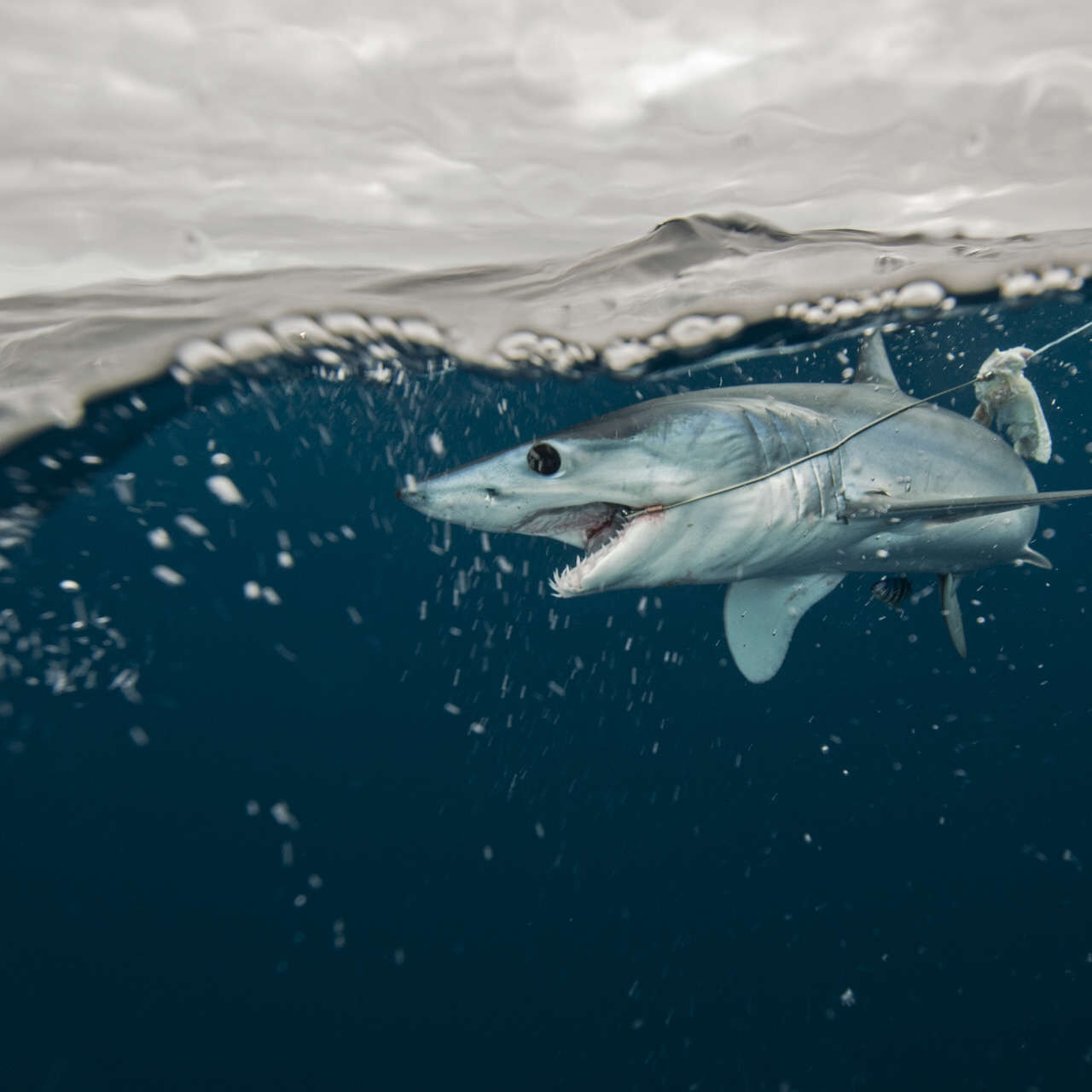 鯊魚：因捕撈導致的死亡率越來越高