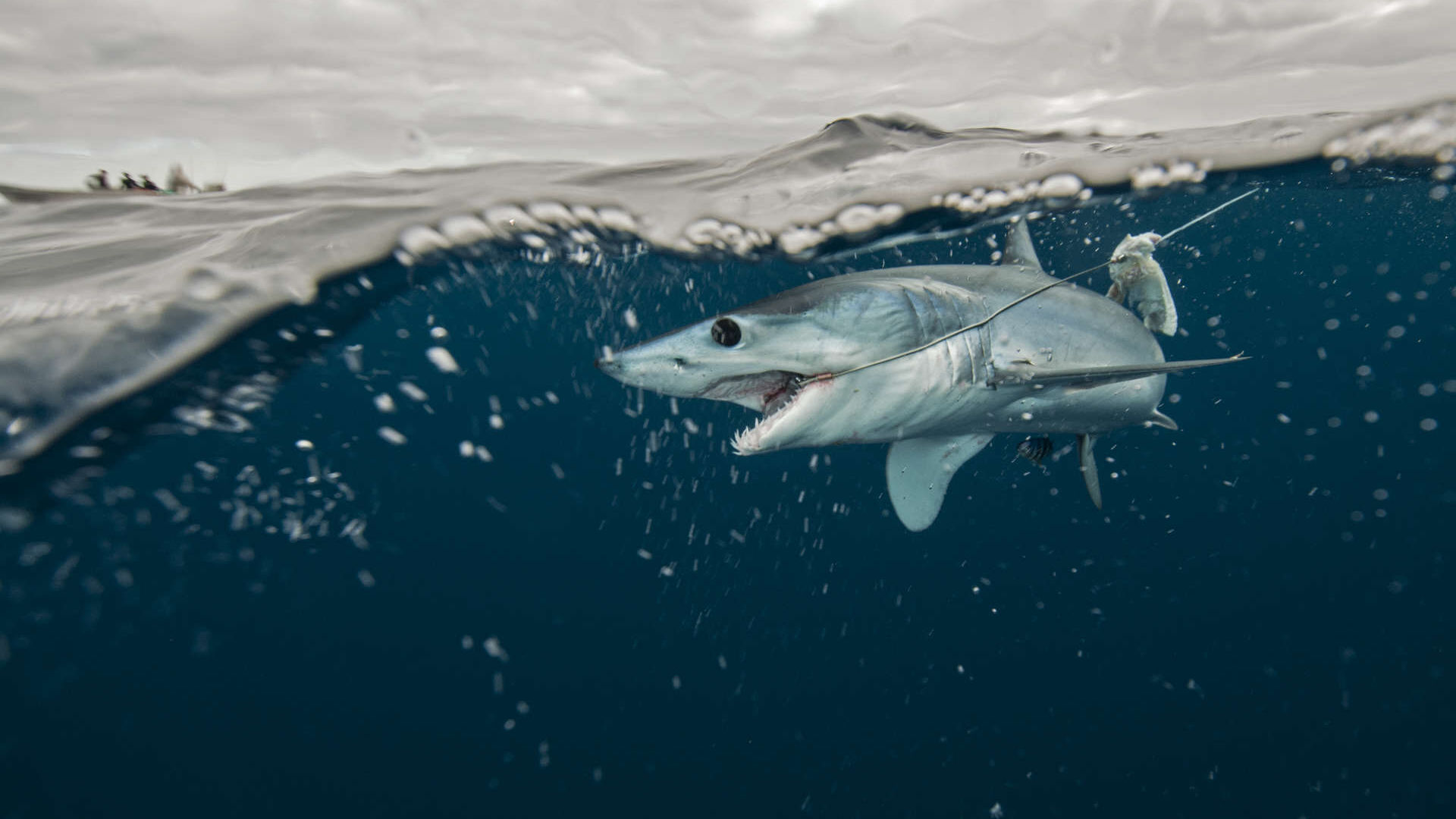 鲨鱼：因捕捞导致的死亡率越来越高