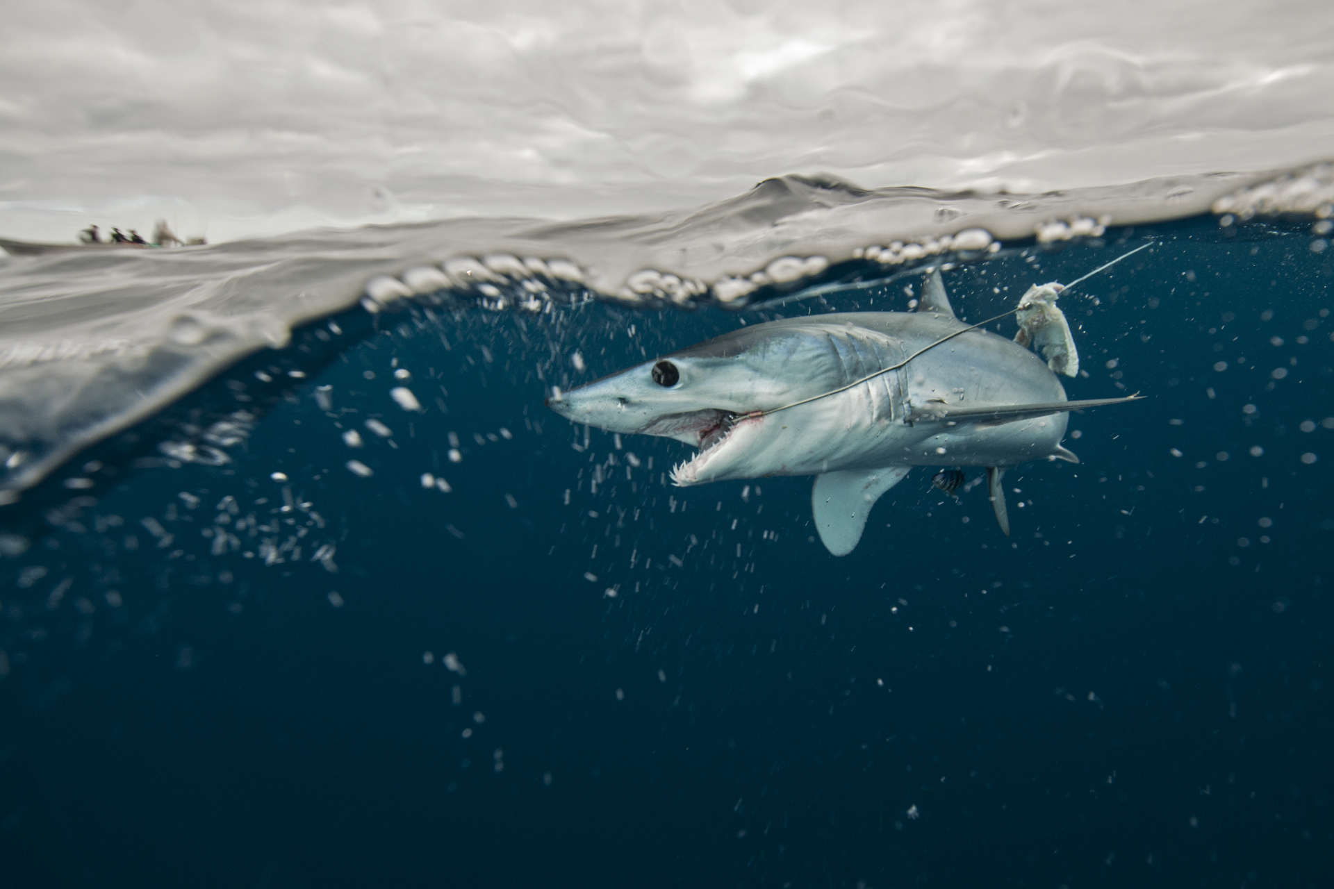 Hajar: dödligheten på grund av fiske blir allt högre