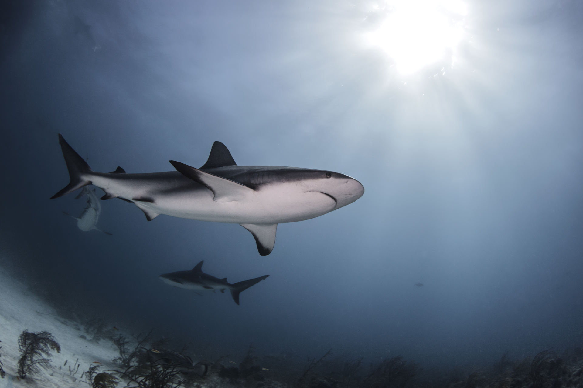 Rybolov: porážka žraloků pokračuje