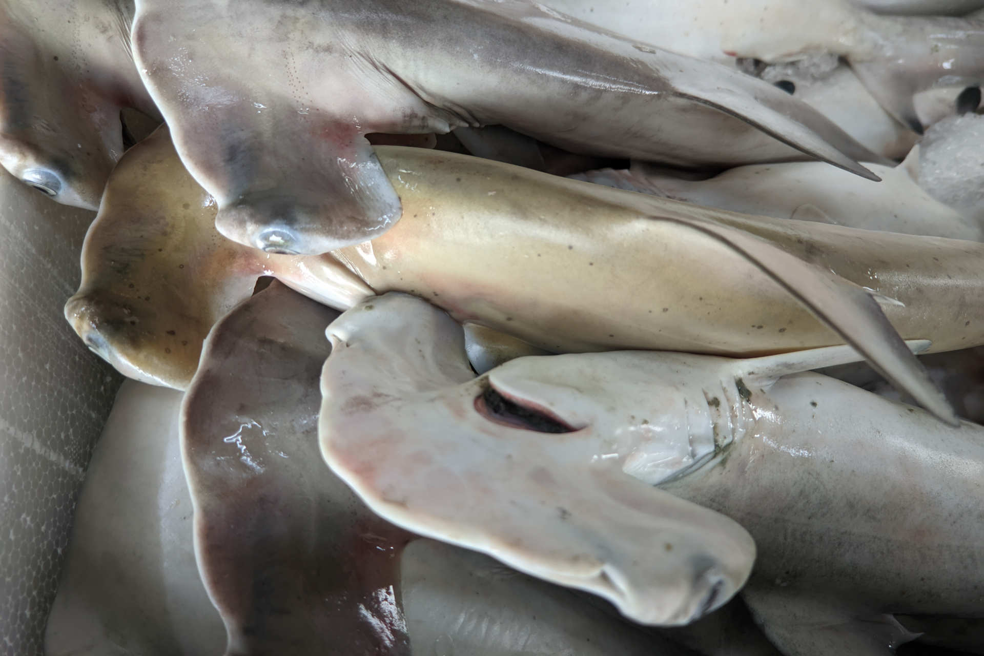 Balıkçıların ağlarında nesli tükenen köpekbalıkları