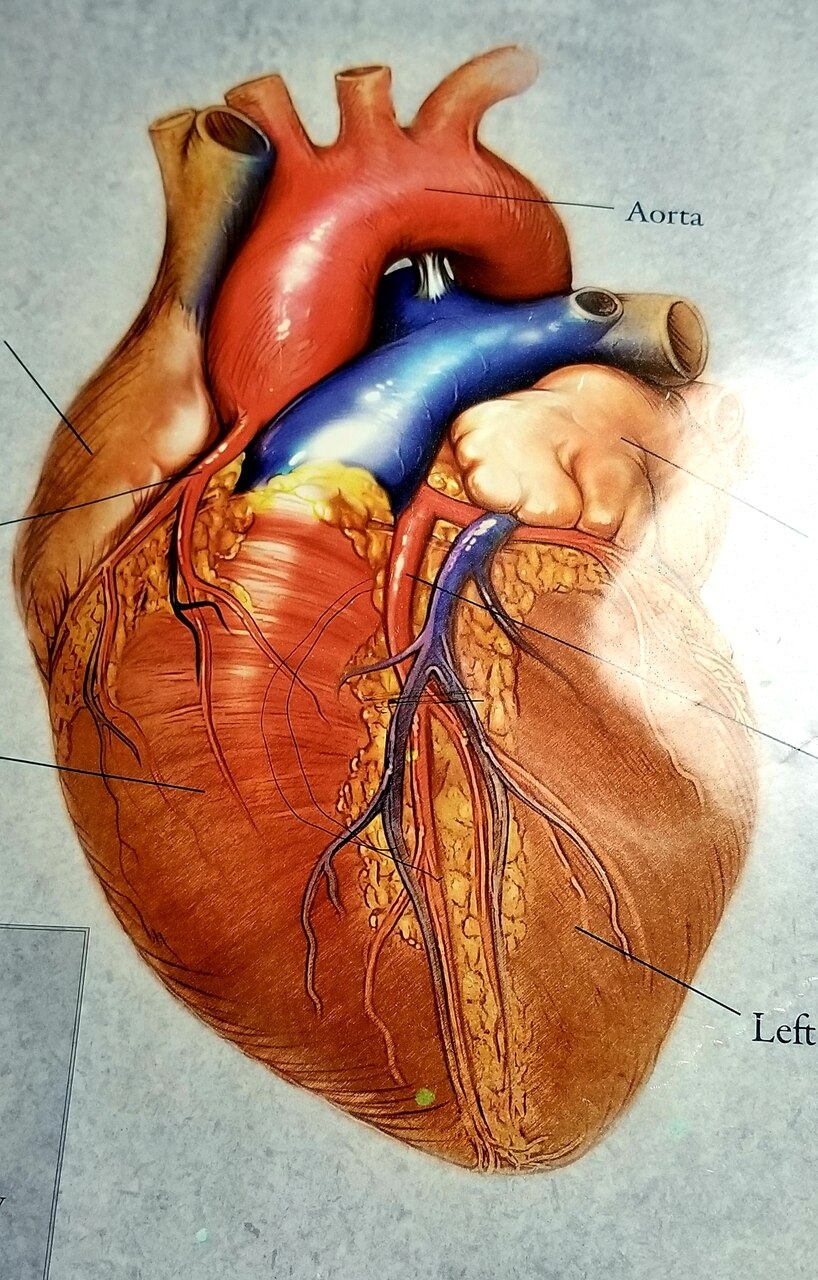 कृत्रिम हृदय: मानव शरीर की सबसे महत्वपूर्ण मांसपेशी