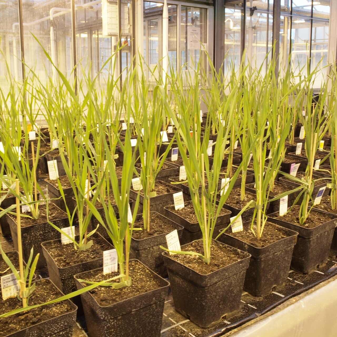 Genmodifisert bygg: Agroscope vil i over tre år tilegne seg kunnskap om oppførselen til planter i åpne åker på Reckenholz-området (Zürich) med autorisasjon fra Federal Office for Environment