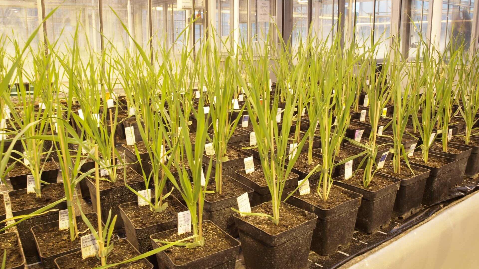 Genetically modified barley: Agroscope will acquire knowledge for over three years on the behavior of plants in open fields at the Reckenholz site (Zurich) with authorization from the Federal Office for the Environment