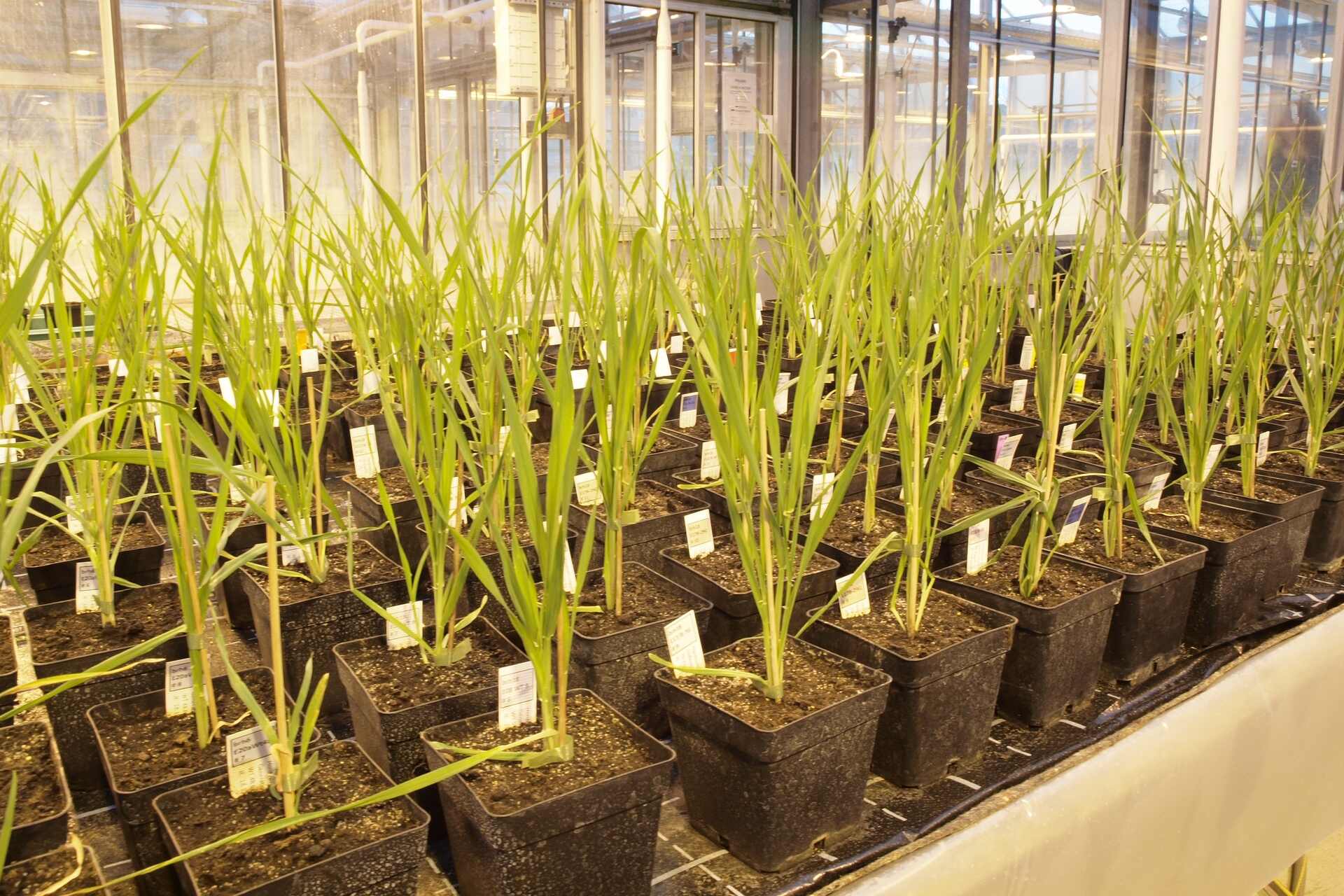 Genetiskt modifierat korn: Agroscope kommer att skaffa sig kunskap i över tre år om växternas beteende i öppna fält på Reckenholz-anläggningen (Zürich) med tillstånd från Federal Office for Environment