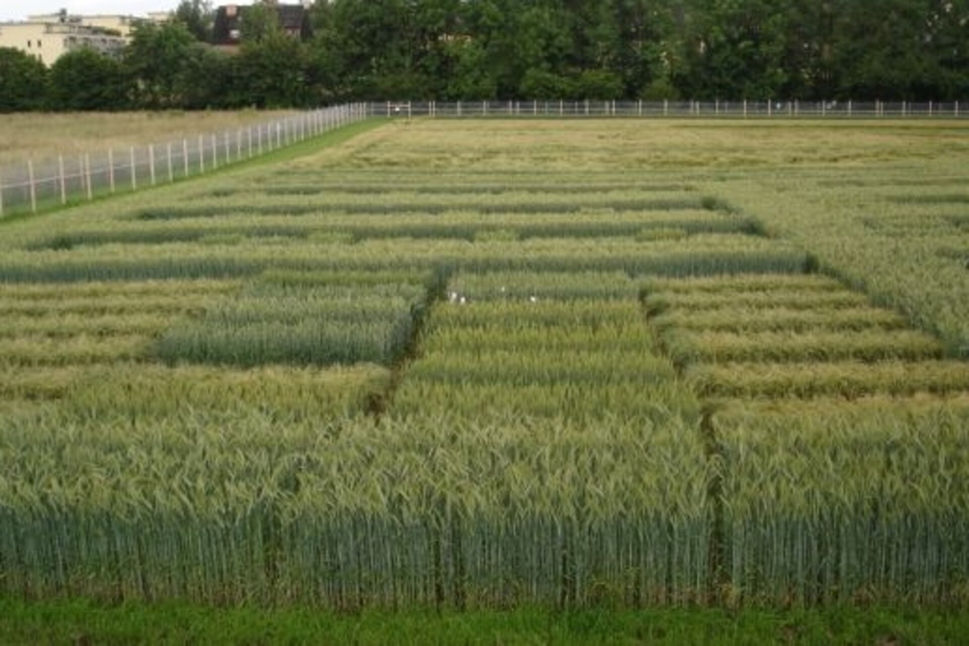 Cebada genéticamente modificada: Agroscope adquirirá durante más de tres años conocimientos sobre el comportamiento de las plantas en campo abierto en el centro de Reckenholz (Zúrich) con la autorización de la Oficina Federal de Medio Ambiente
