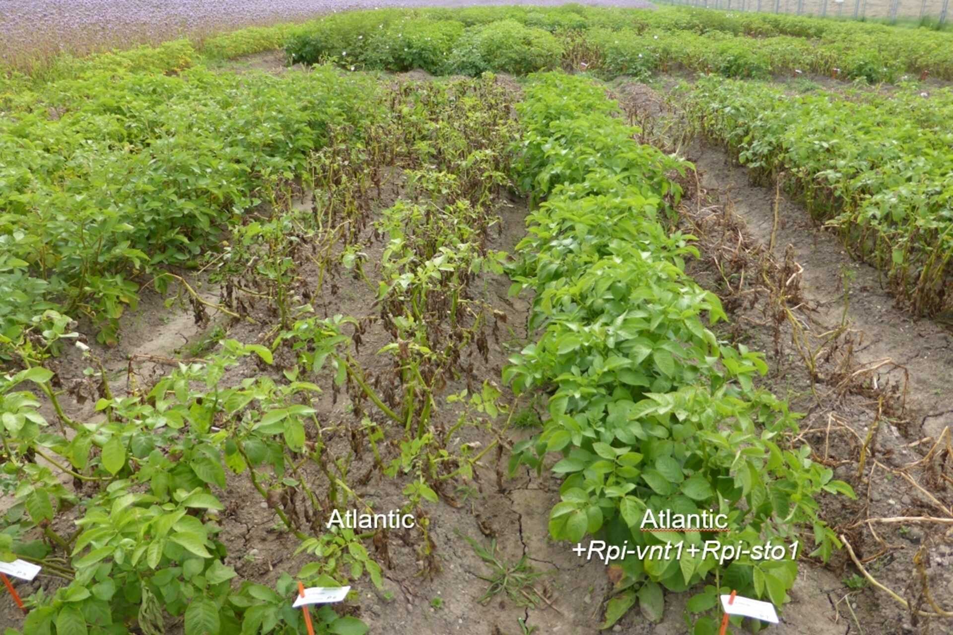 ข้าวบาร์เลย์ดัดแปลงพันธุกรรม: Agroscope จะได้รับความรู้เป็นเวลากว่าสามปีเกี่ยวกับพฤติกรรมของพืชในทุ่งโล่งที่ไซต์ Reckenholz (ซูริก) โดยได้รับอนุญาตจากสำนักงานกลางเพื่อสิ่งแวดล้อม