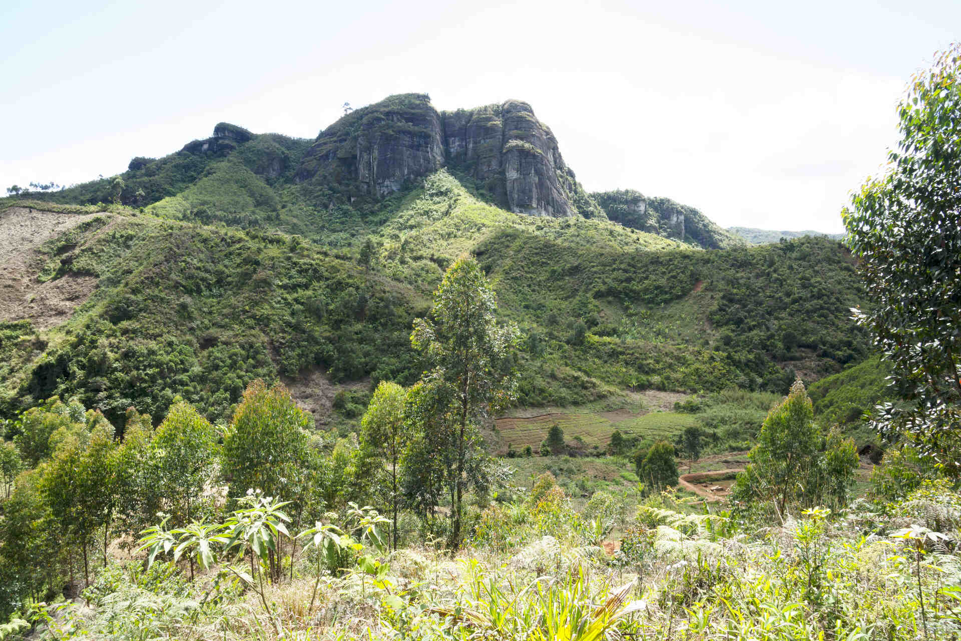 Madagaskar: uregelmæssig nedbør og stenerosion spiller en afgørende rolle i udseendet og udviklingen af ​​nye arter