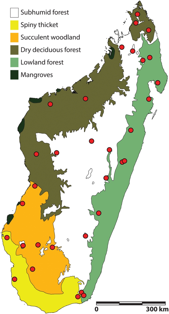 Madagaskara: neregulāriem nokrišņiem un akmeņu erozijai ir izšķiroša nozīme jaunu sugu parādīšanā un attīstībā