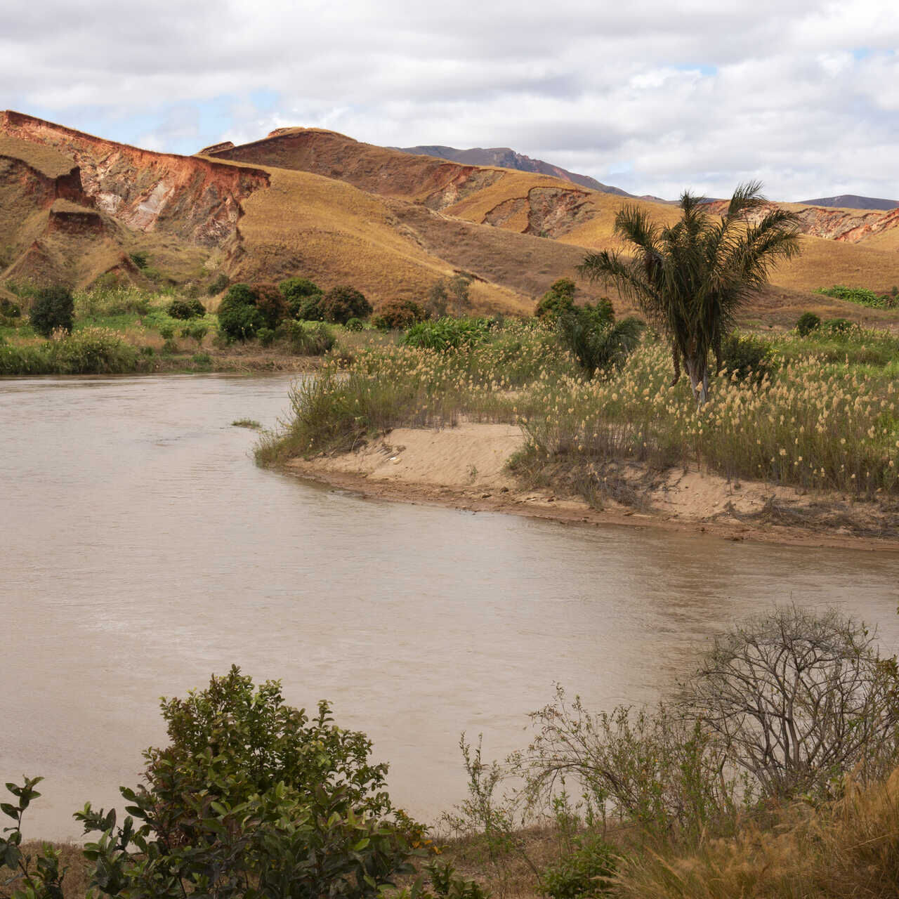 Madagascar : l’irrégularité des précipitations et l’érosion des roches jouent un rôle déterminant dans l’apparition et le développement de nouvelles espèces
