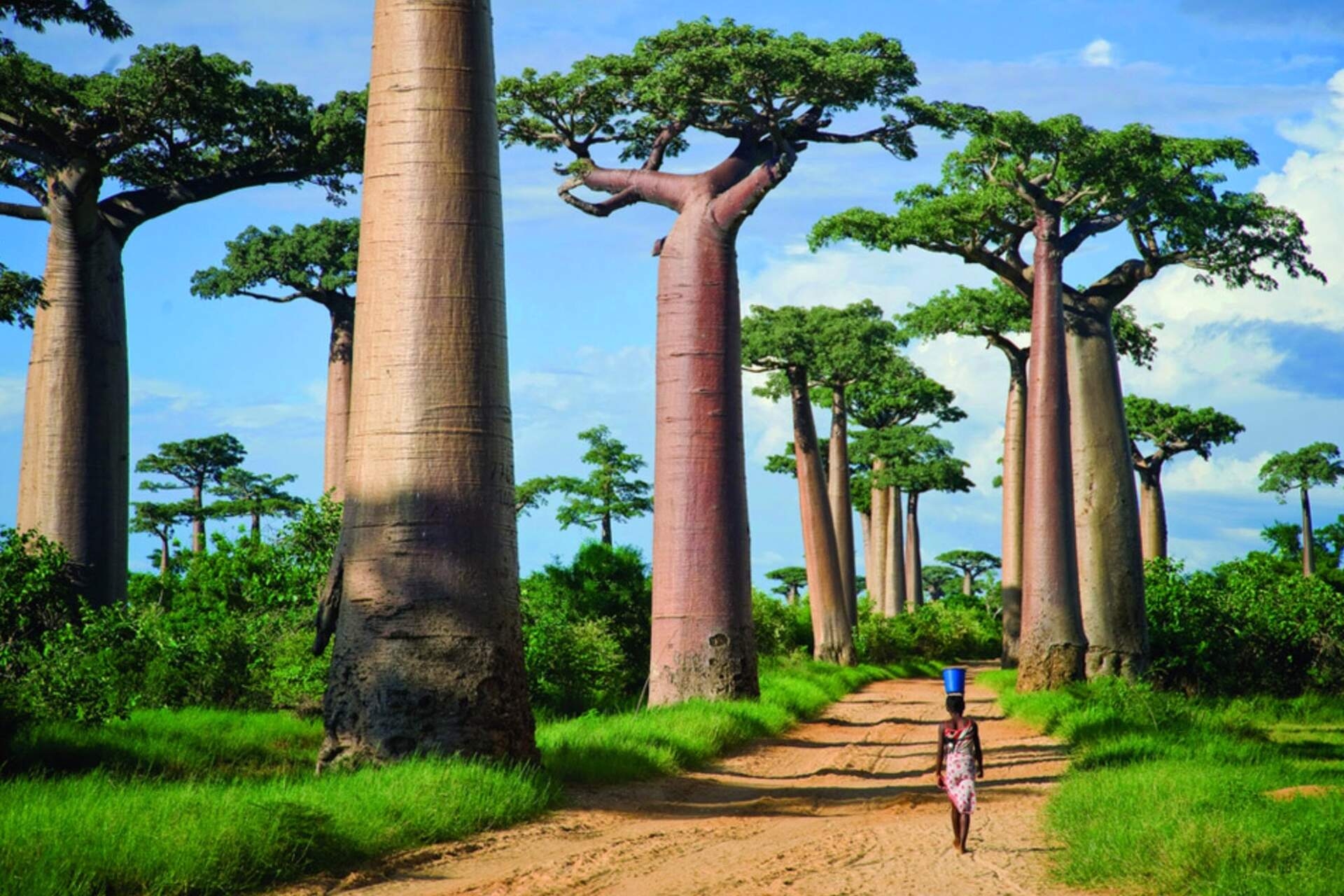 ماداگاسکار: بارندگی نامنظم و فرسایش سنگ نقش تعیین کننده ای در ظهور و توسعه گونه های جدید دارد.