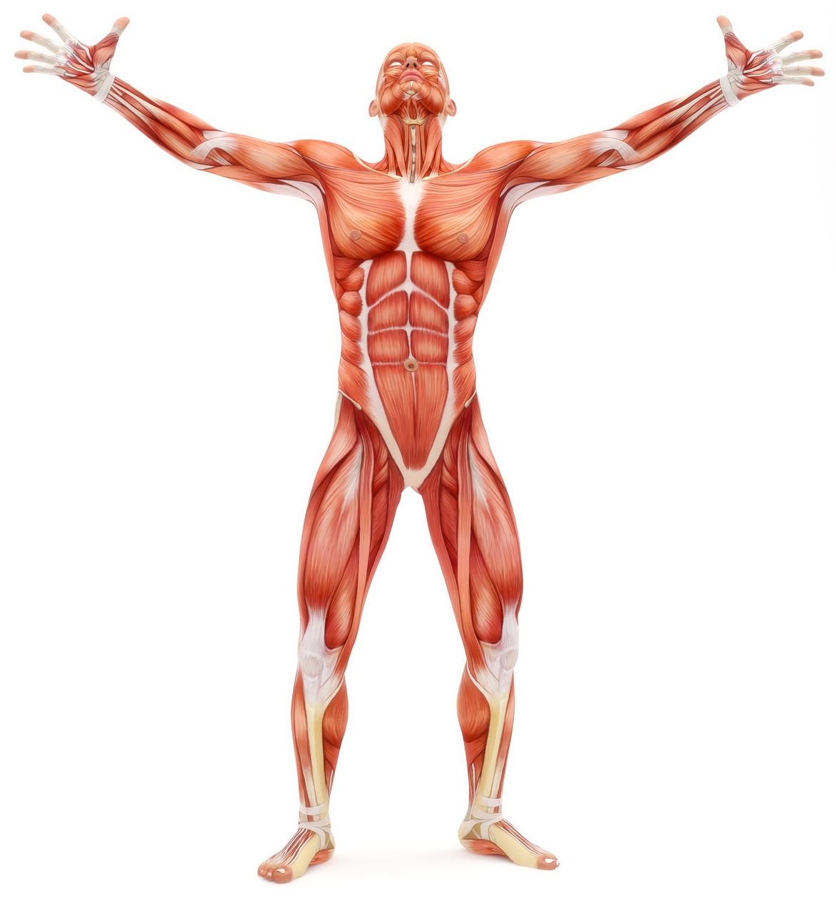 कृत्रिम मांसपेशियाँ: मानव शरीर कृत्रिम मांसपेशियों के लिए स्वर्ण मानक बना हुआ है