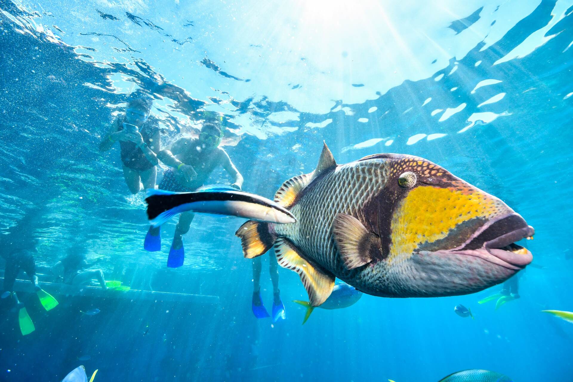 Yapay kaslar: Bir balığın su altındaki hareketi, üremesi en karmaşık olanlardan biridir