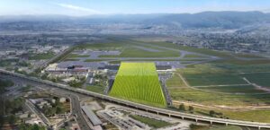 屋顶葡萄园：38排用于种植葡萄和葡萄酒的葡萄藤将成为“亚美利哥·韦斯普奇”机场的名片