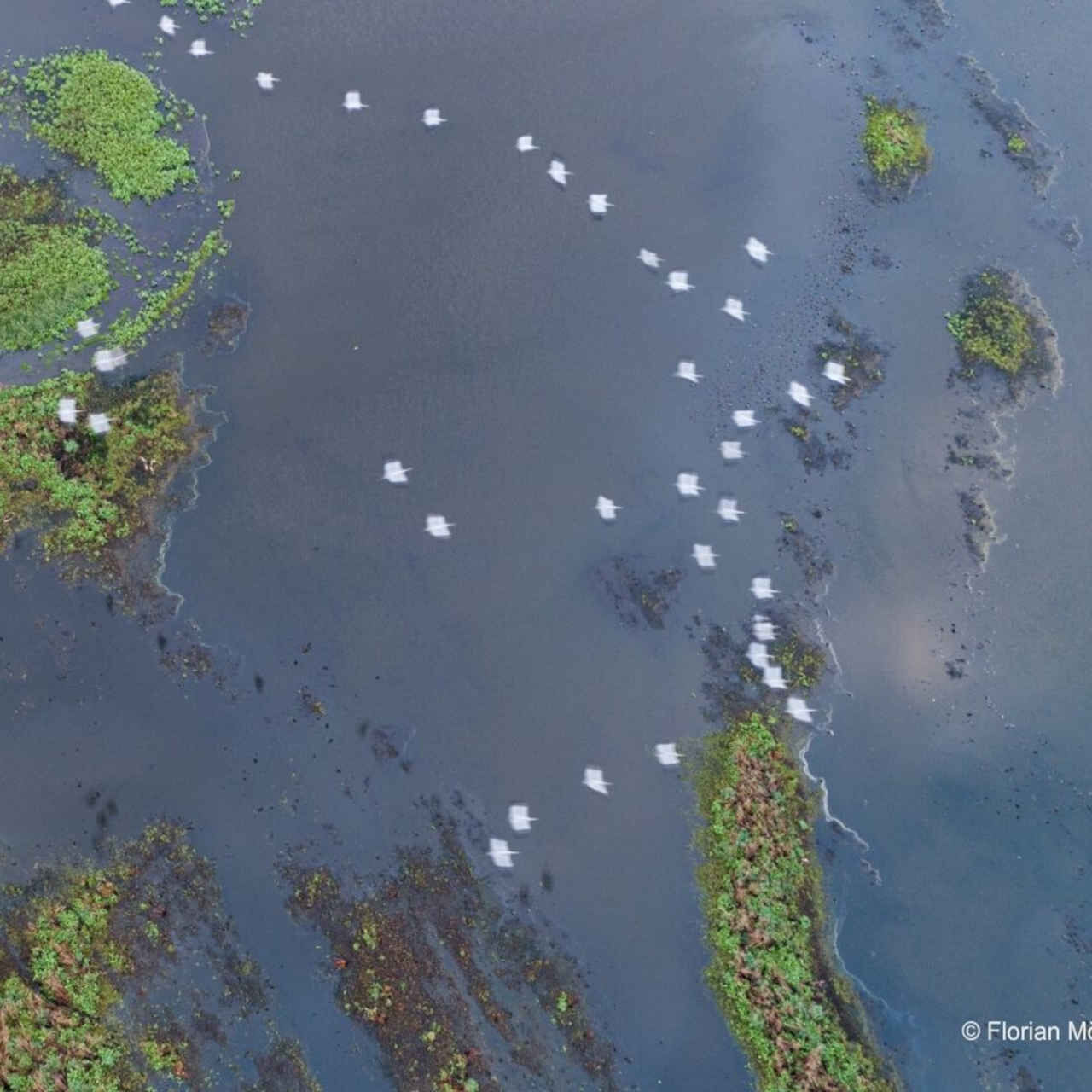 Най-застрашеното езеро на годината: лагуната Шчечин