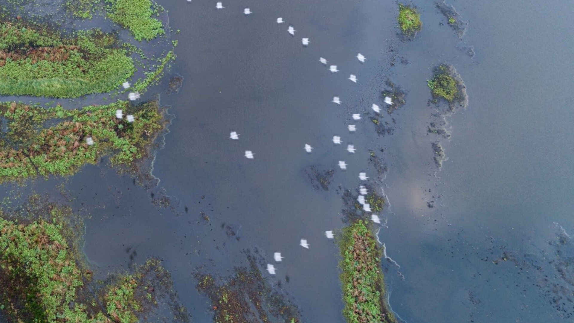 Озеро года, находящееся под угрозой исчезновения: Щецинская лагуна