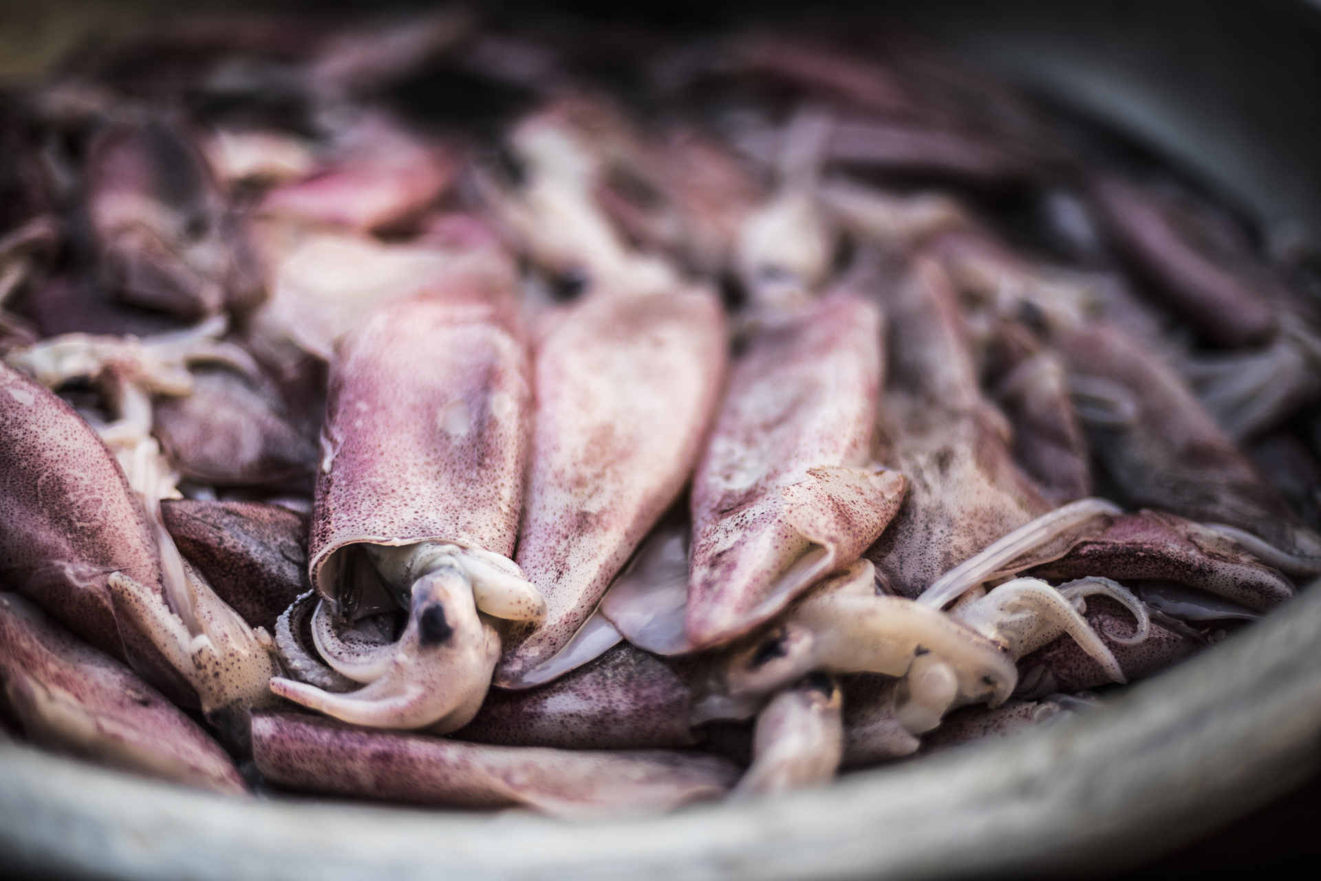 Хууль бус загас агнуур: Фолкландын арлууд болон маргаантай тэнгисийн дүрэм журамгүй хэсэг