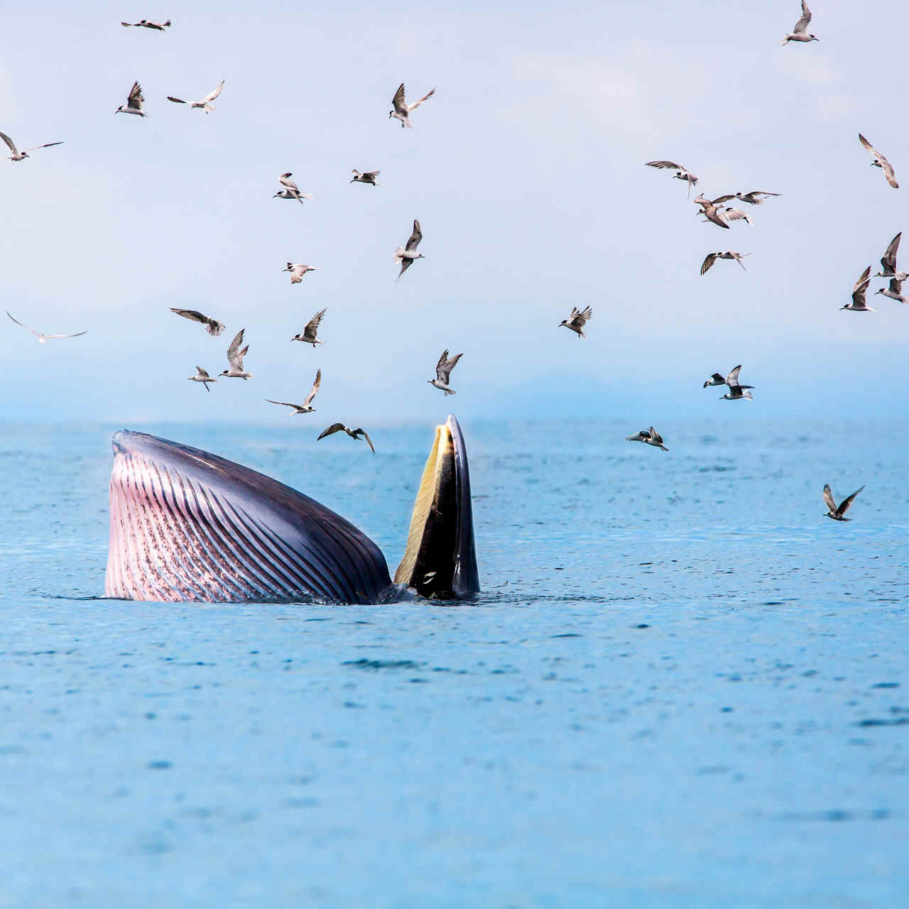 대서양에서 동물에게 가장 위험한 5개 지역