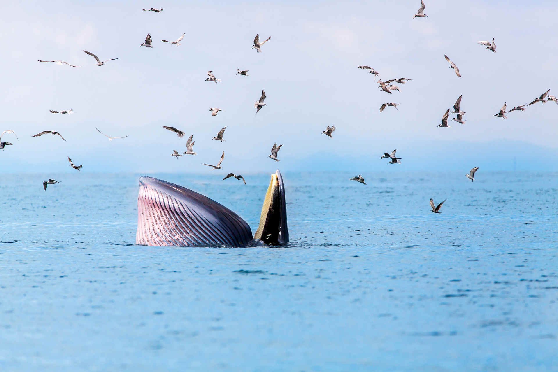 5 khu vực nguy hiểm nhất của Đại Tây Dương đối với động vật