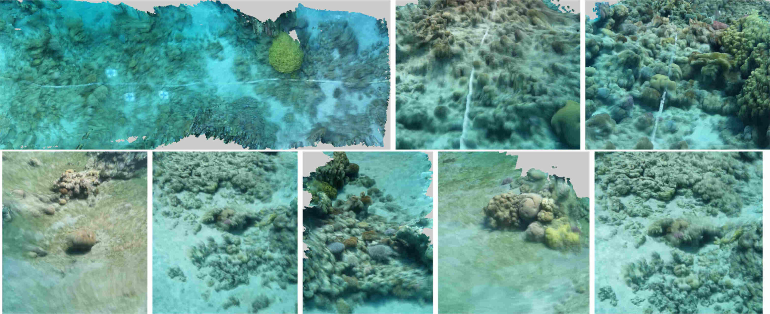 Conservação de corais: o papel da IA