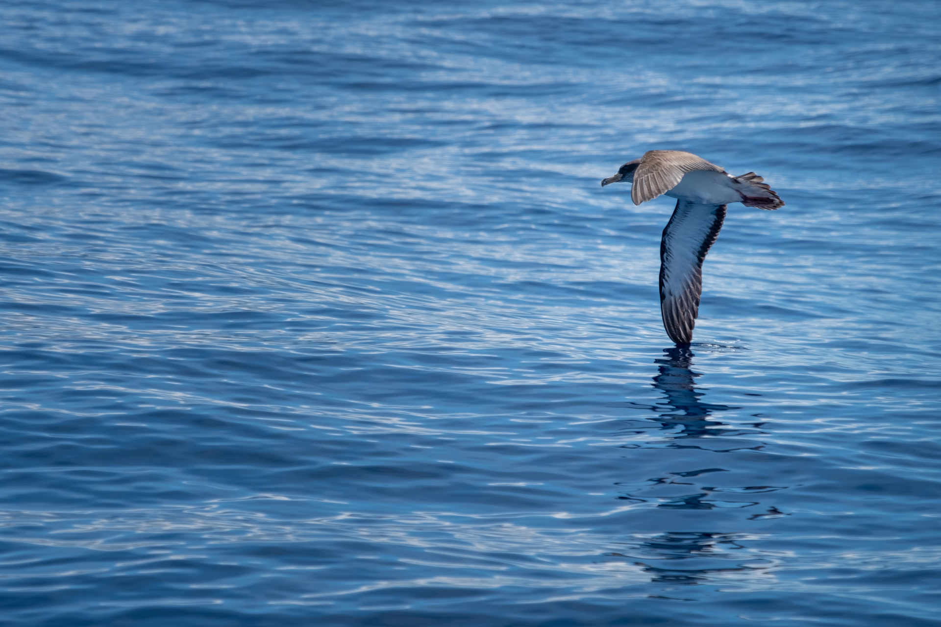 Пластик и морская фауна: самые опасные районы Атлантики
