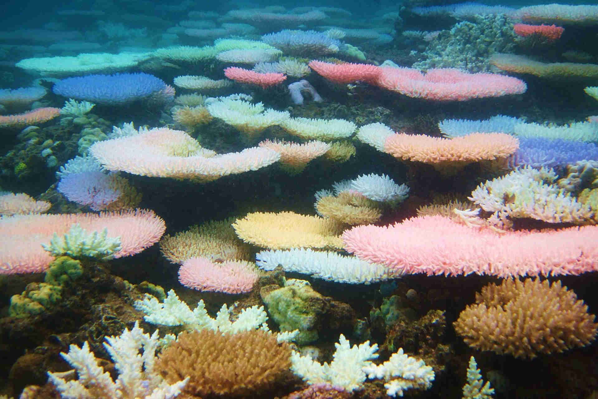 Sbiancamento dei coralli: scende in campo l'IA