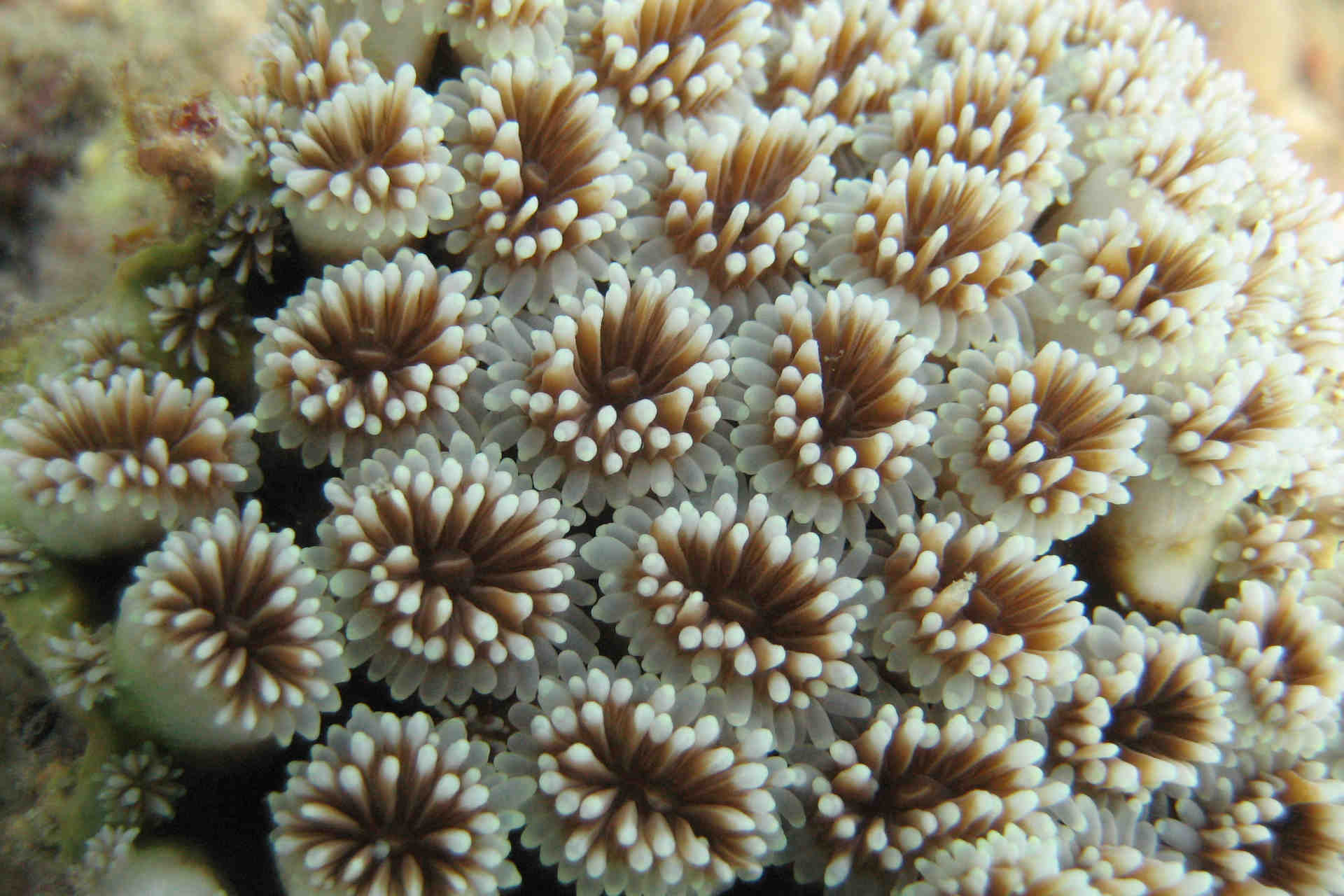 Mapeamento 3D do recife de coral: a descoberta vem da Suíça