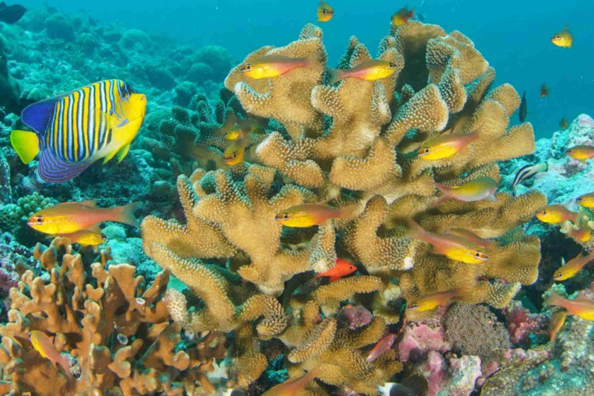 Seychellernas korallrev: den nya studien
