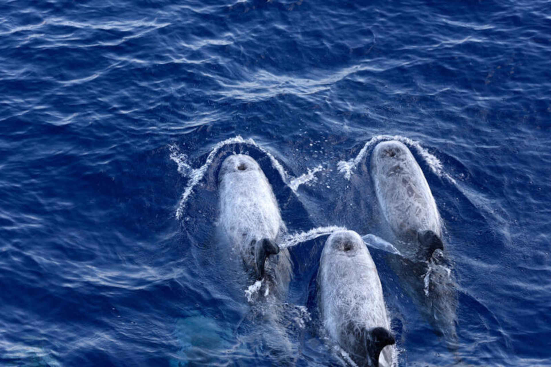 Yunani, pengeboran lepas pantai mengancam hewan cetacea