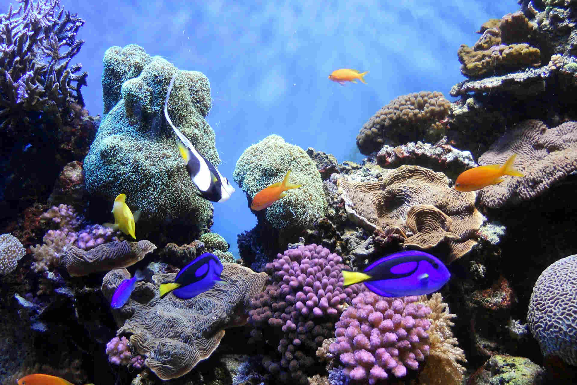 Larvat e koraleve udhëtojnë qindra kilometra: studim