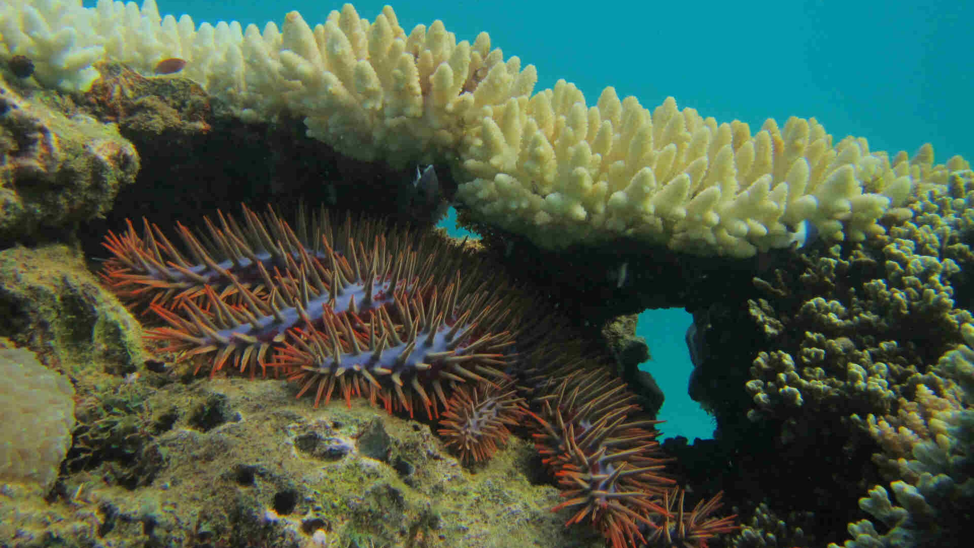 Le stelle corona di spine minacciano le barriere coralline
