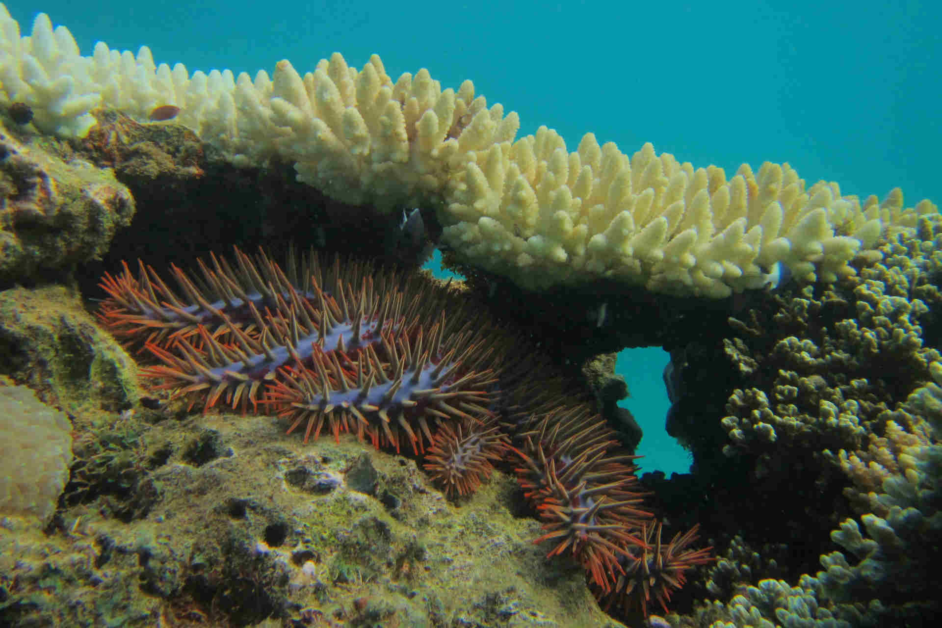 Le stelle corona di spine minacciano le barriere coralline
