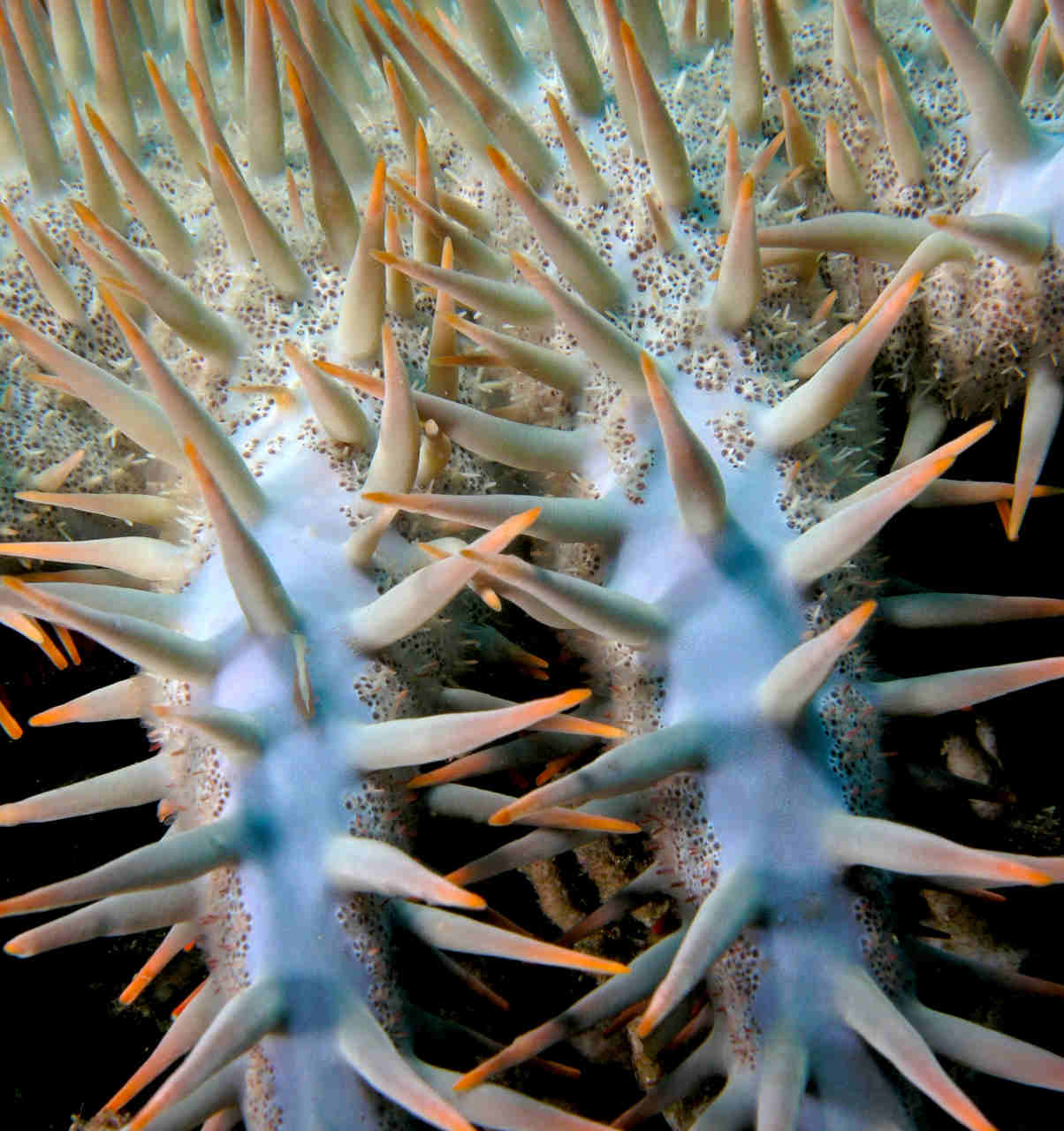 I predatori di coralli che minacciano gli ecosistemi