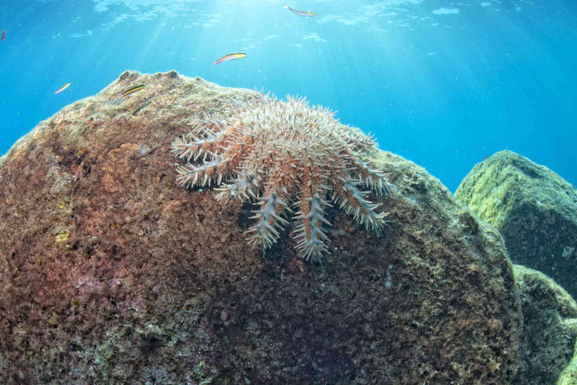 Non solo cambiamenti climatici: i coralli sono in pericolo