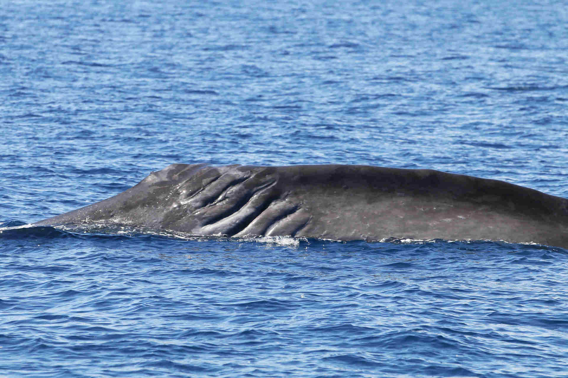 Il paradiso dei cetacei nel Mediterraneo